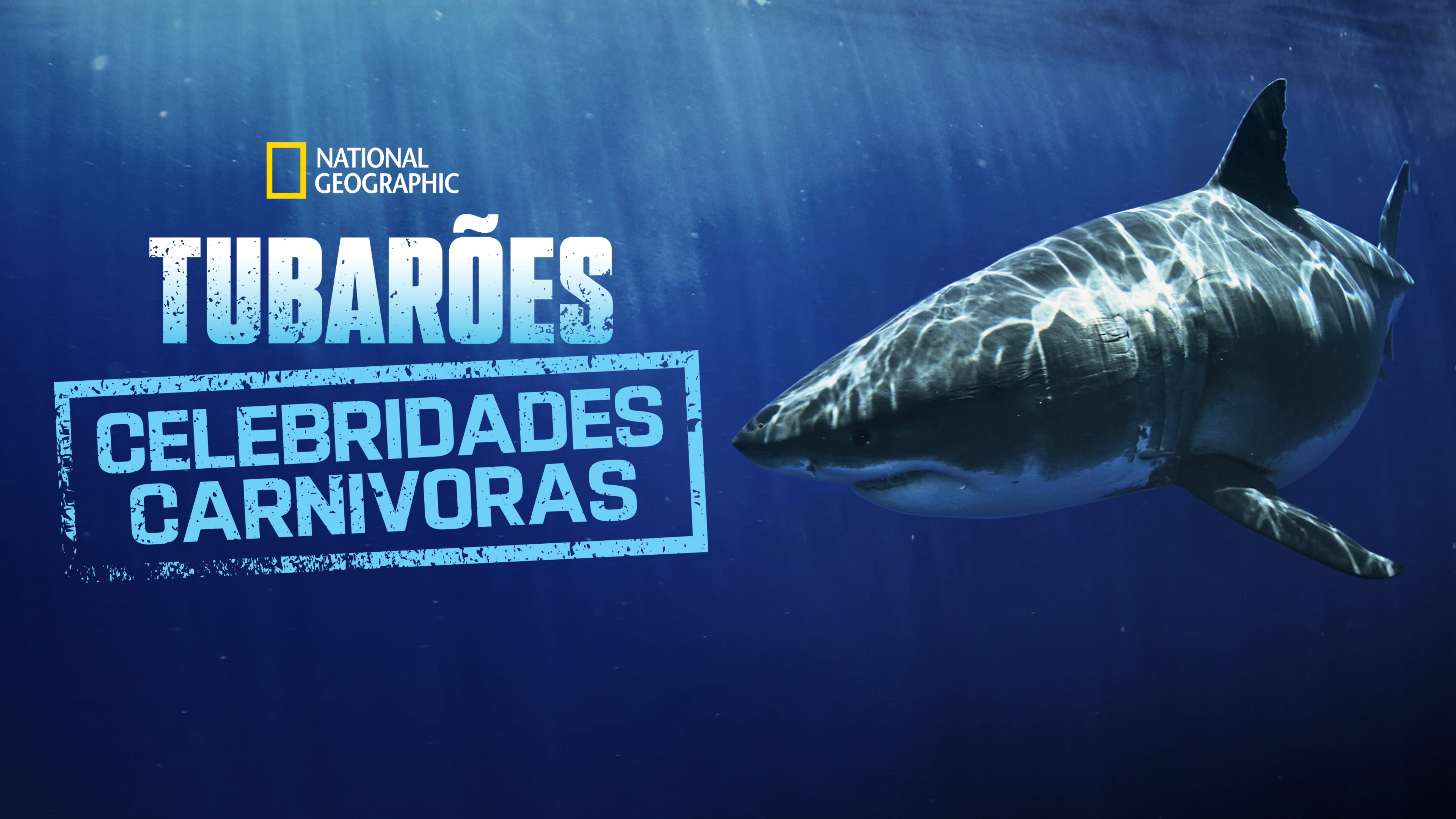 Most Wanted Sharks