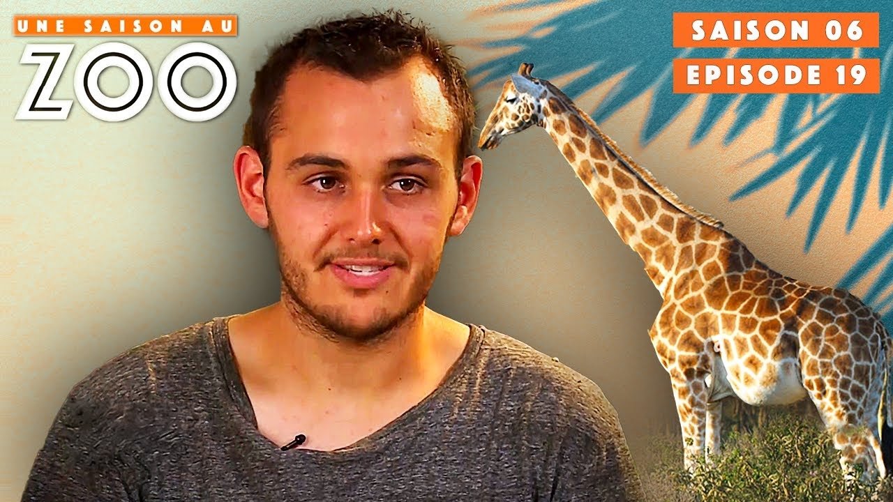 Une saison au zoo - Cette Femelle Girafe est Enceinte, Geoffrey est aux Aguets