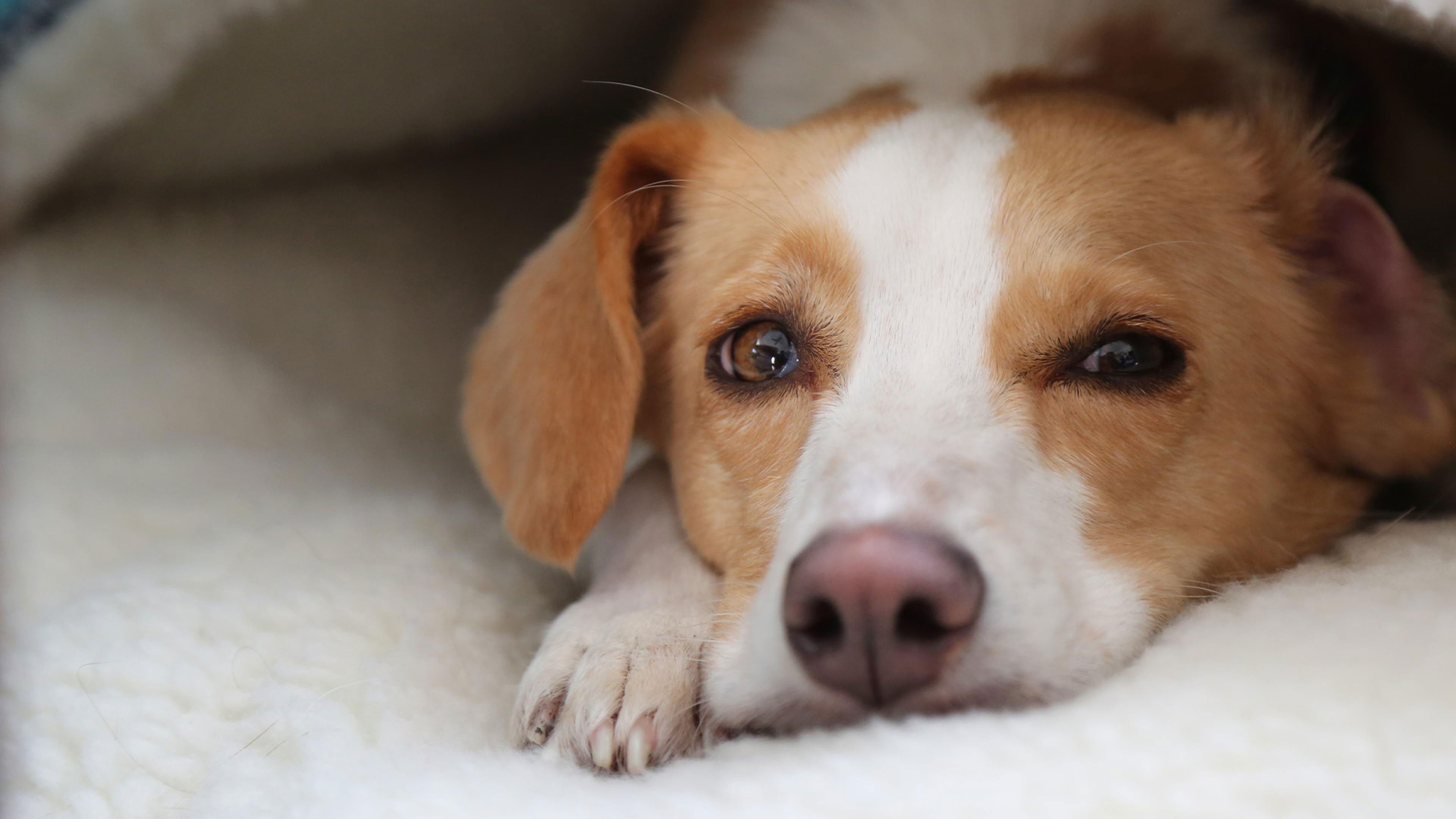 NOVA Season 53 :Episode 3  Can Dogs Talk?