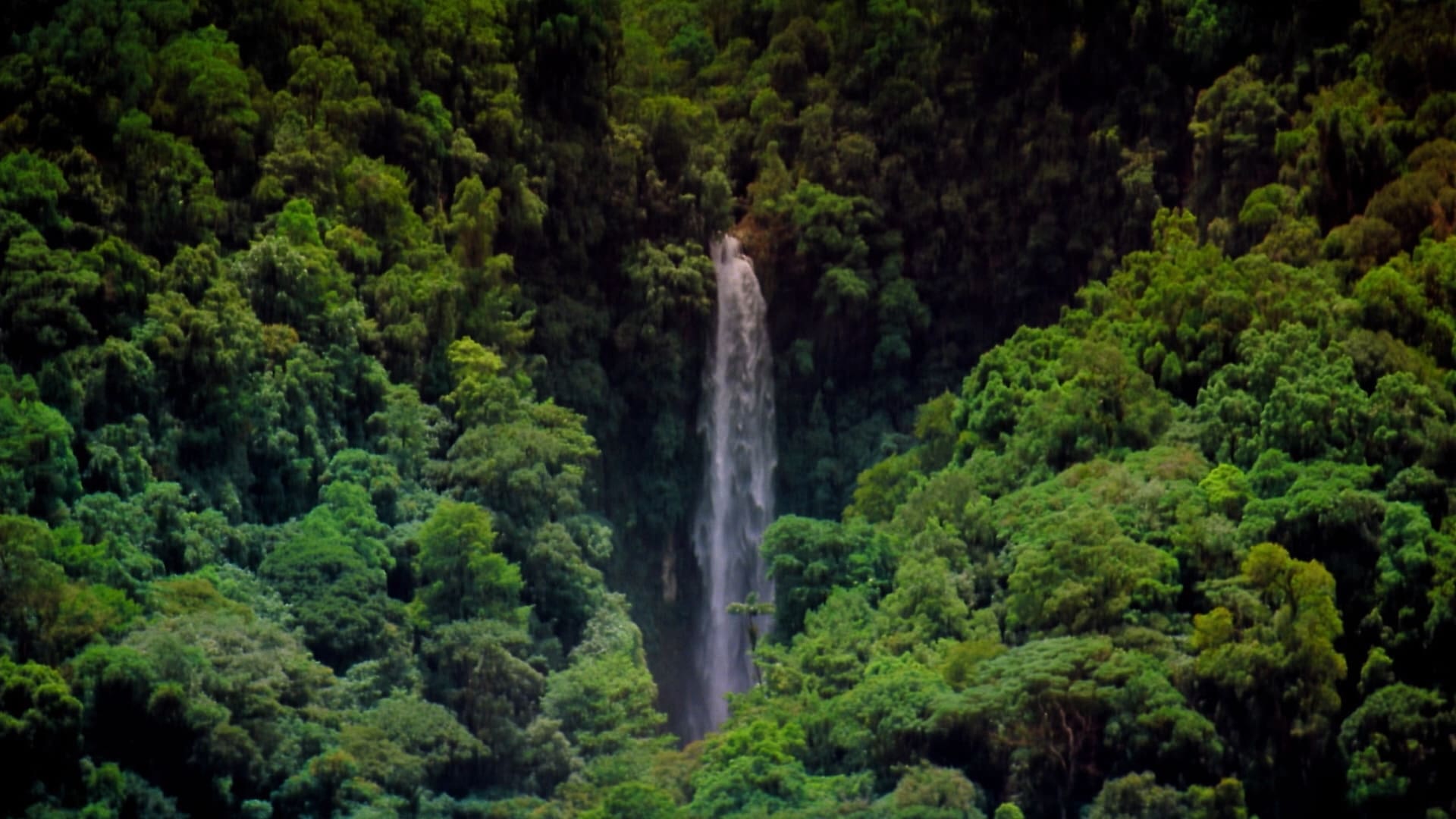 IMAX: Den Tropiska Regnskogen