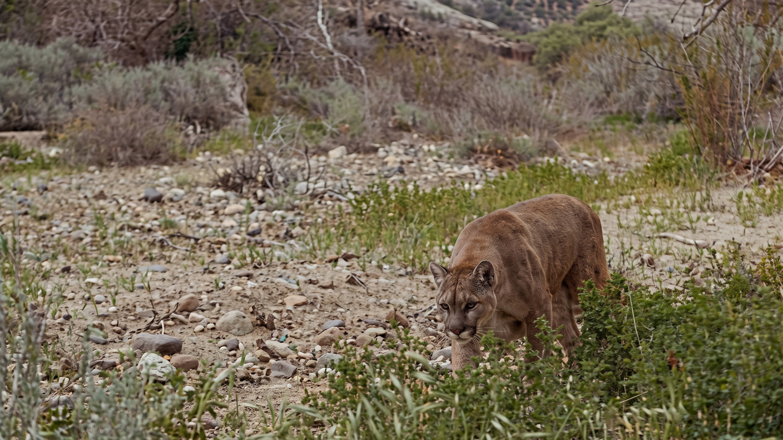 Lassie and the Flight of the Cougar
