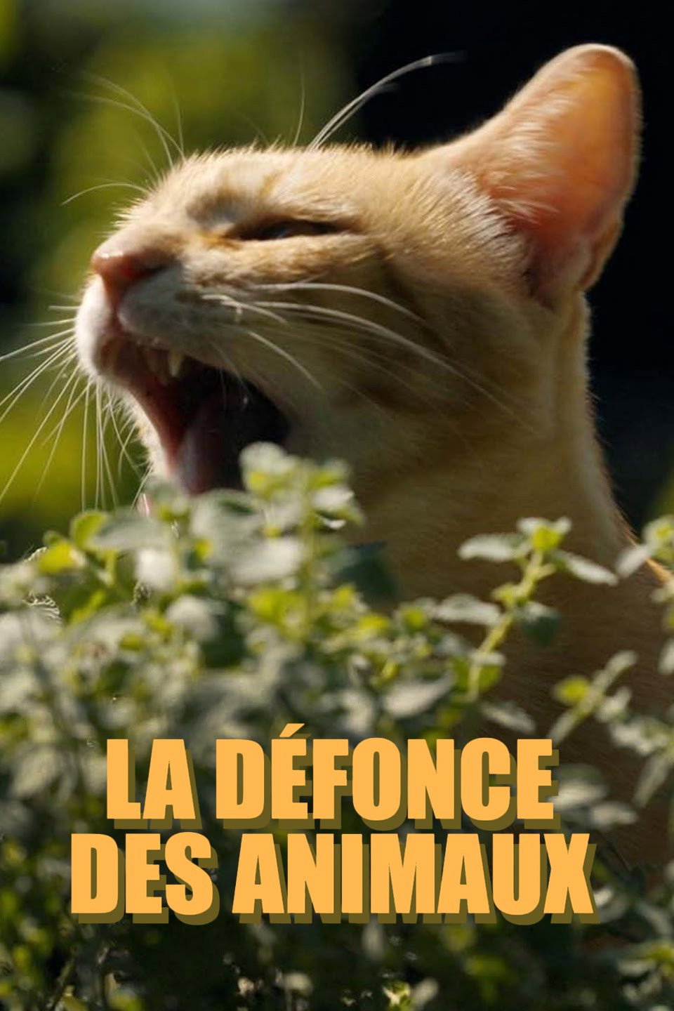La d&eacute;fonce des animaux