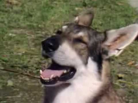 The Littlest Hobo