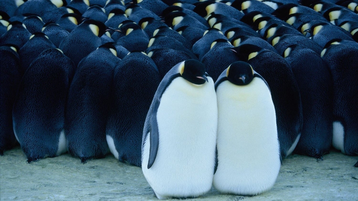 皇帝ペンギン