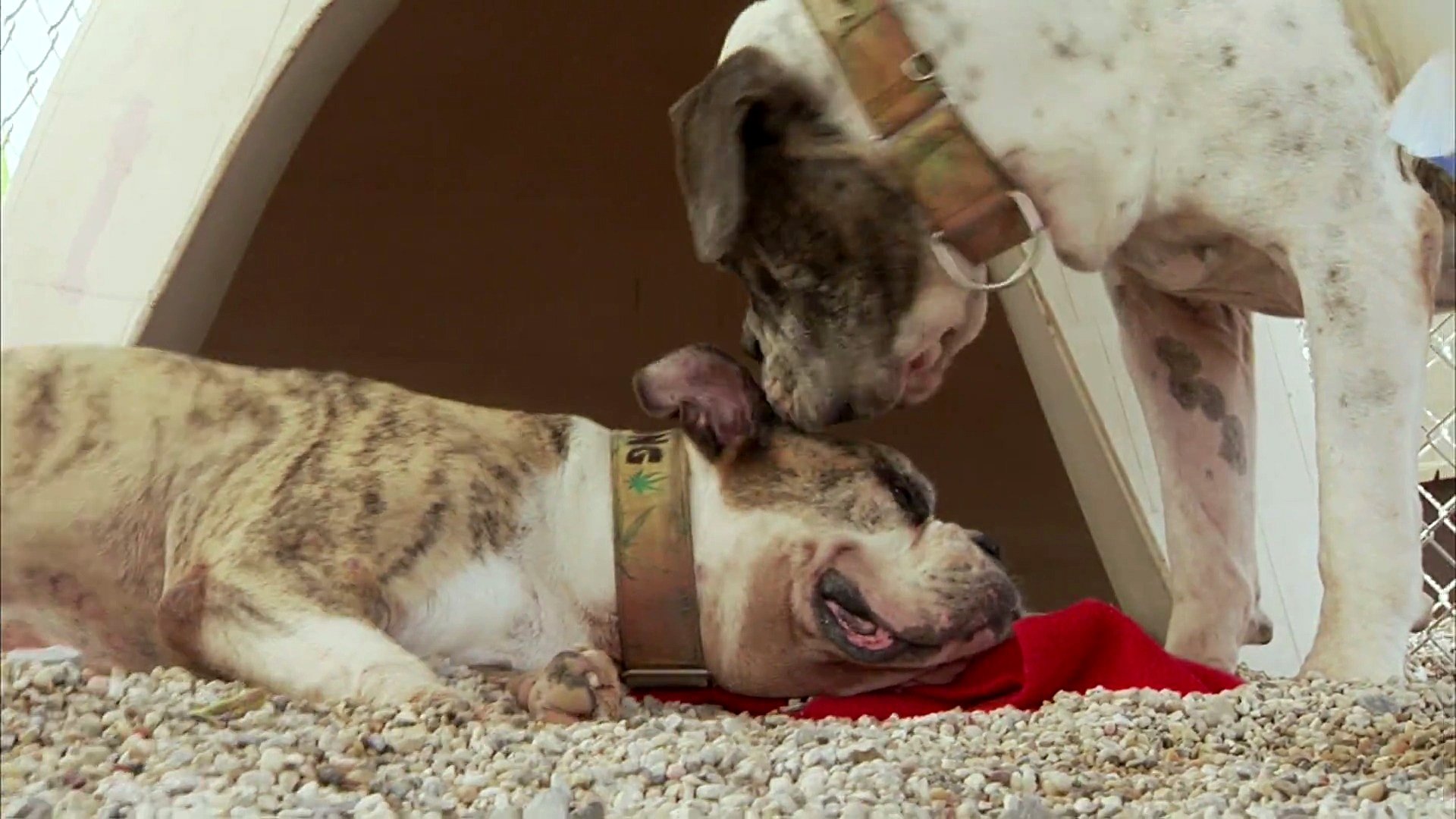 Pitbulls et prisonniers - Épisode 8