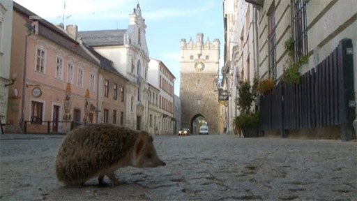 Podivuhodná cesta ježka Aladina - Épisode 12