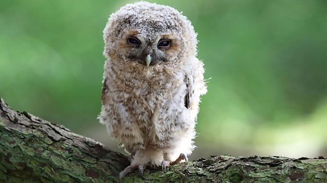 Springwatch
