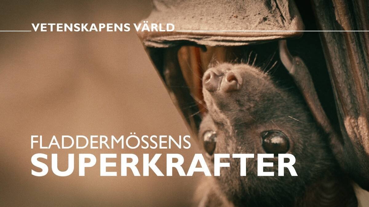 Vetenskapens värld