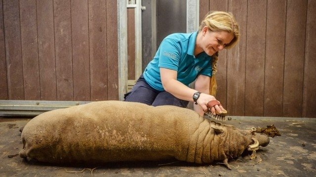 The Secret Life of the Zoo
