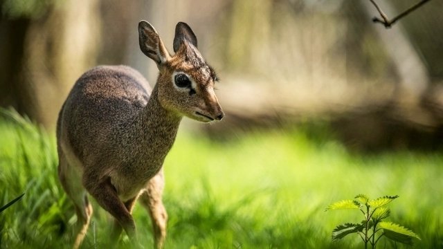 The Secret Life of the Zoo - Épisode 4