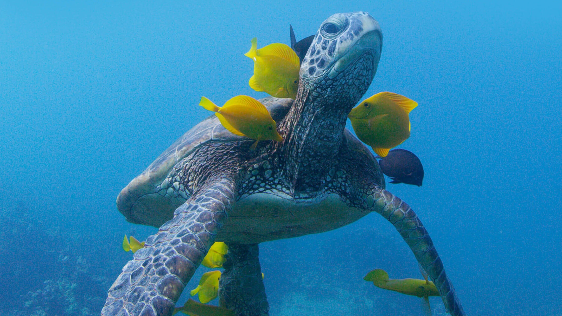 Soul of the Ocean