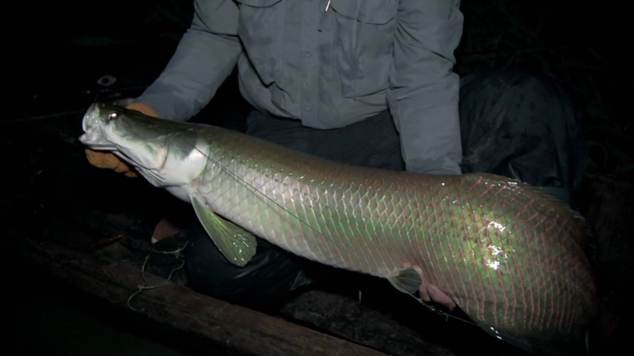 River Monsters