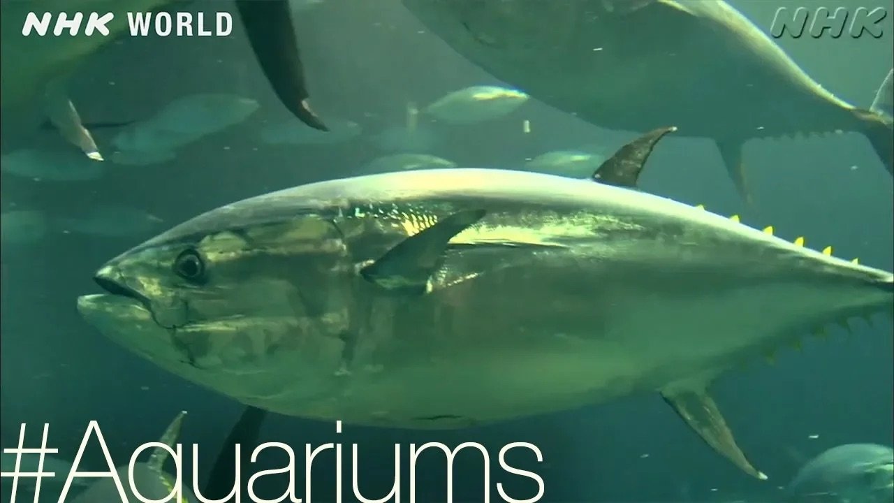 Thumbnail for Too much tuna? [#Aquariums] Season 0 Episode 27