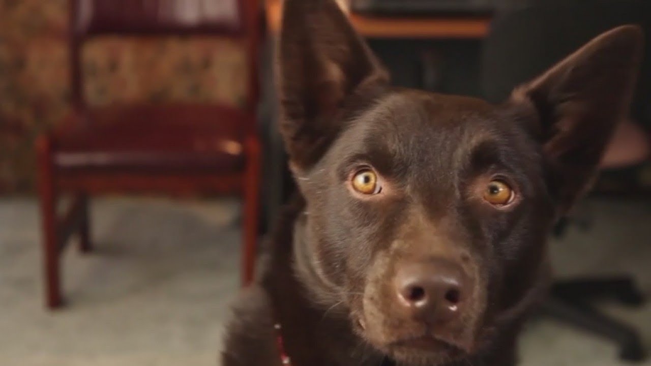 Watch Koko: A Red Dog Story 2019 Full Movie Stream Online | OnionPlay