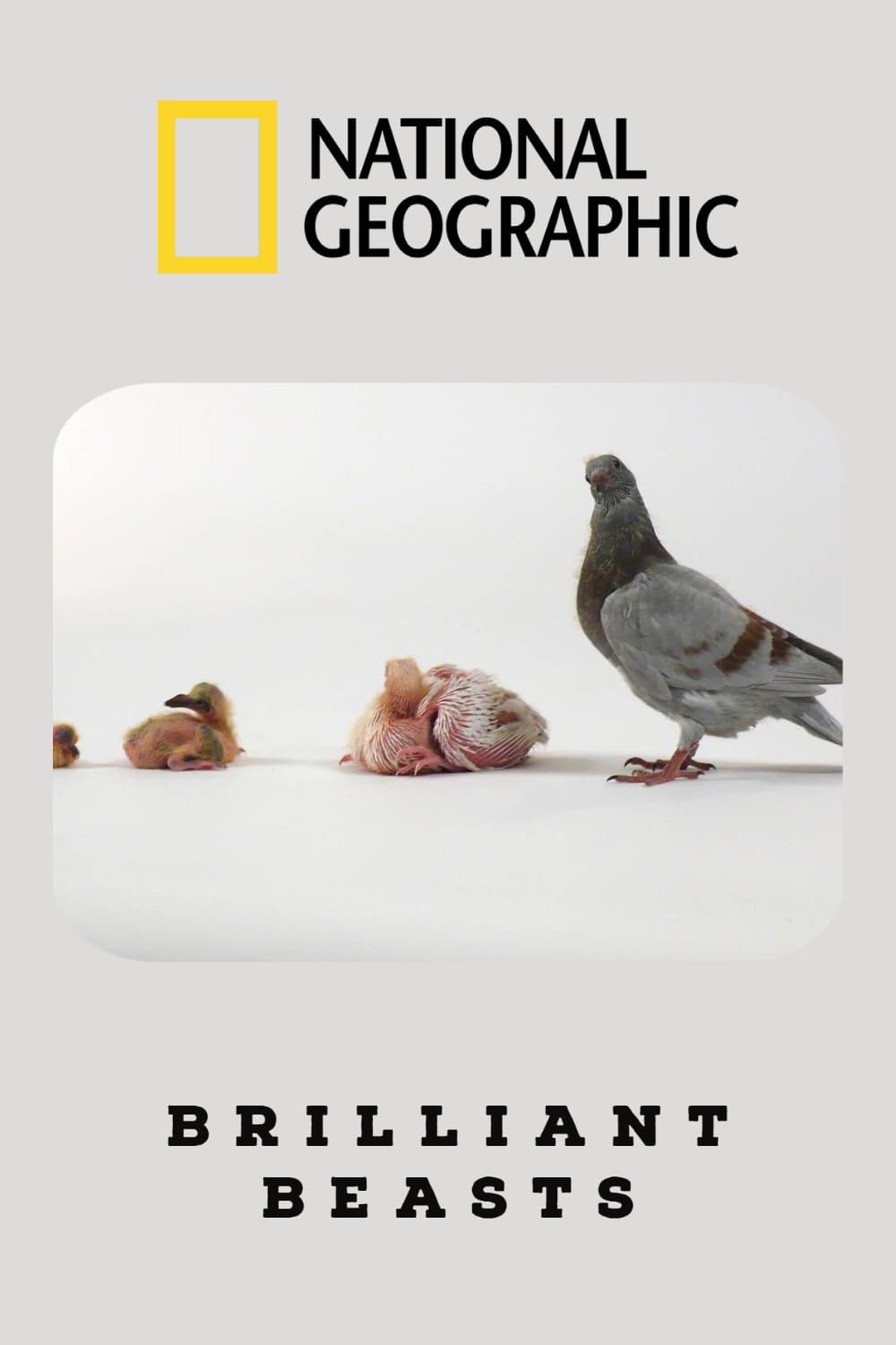 Content cover