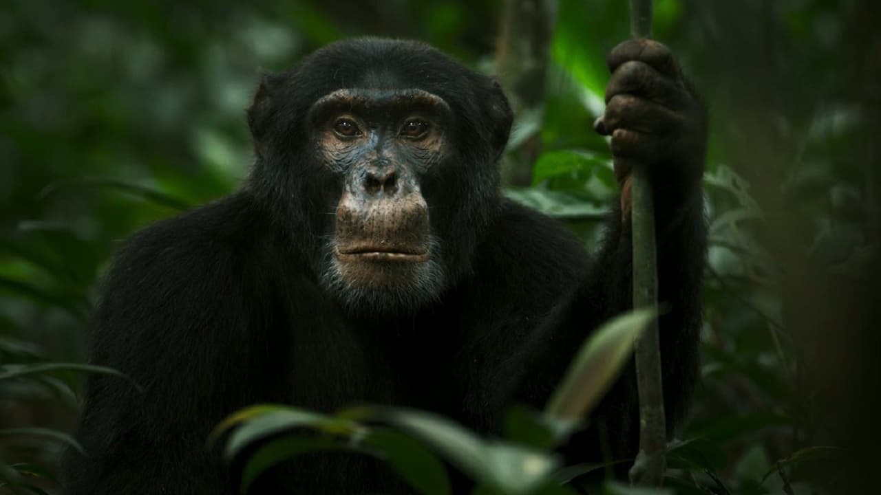 El imperio de los chimpancés