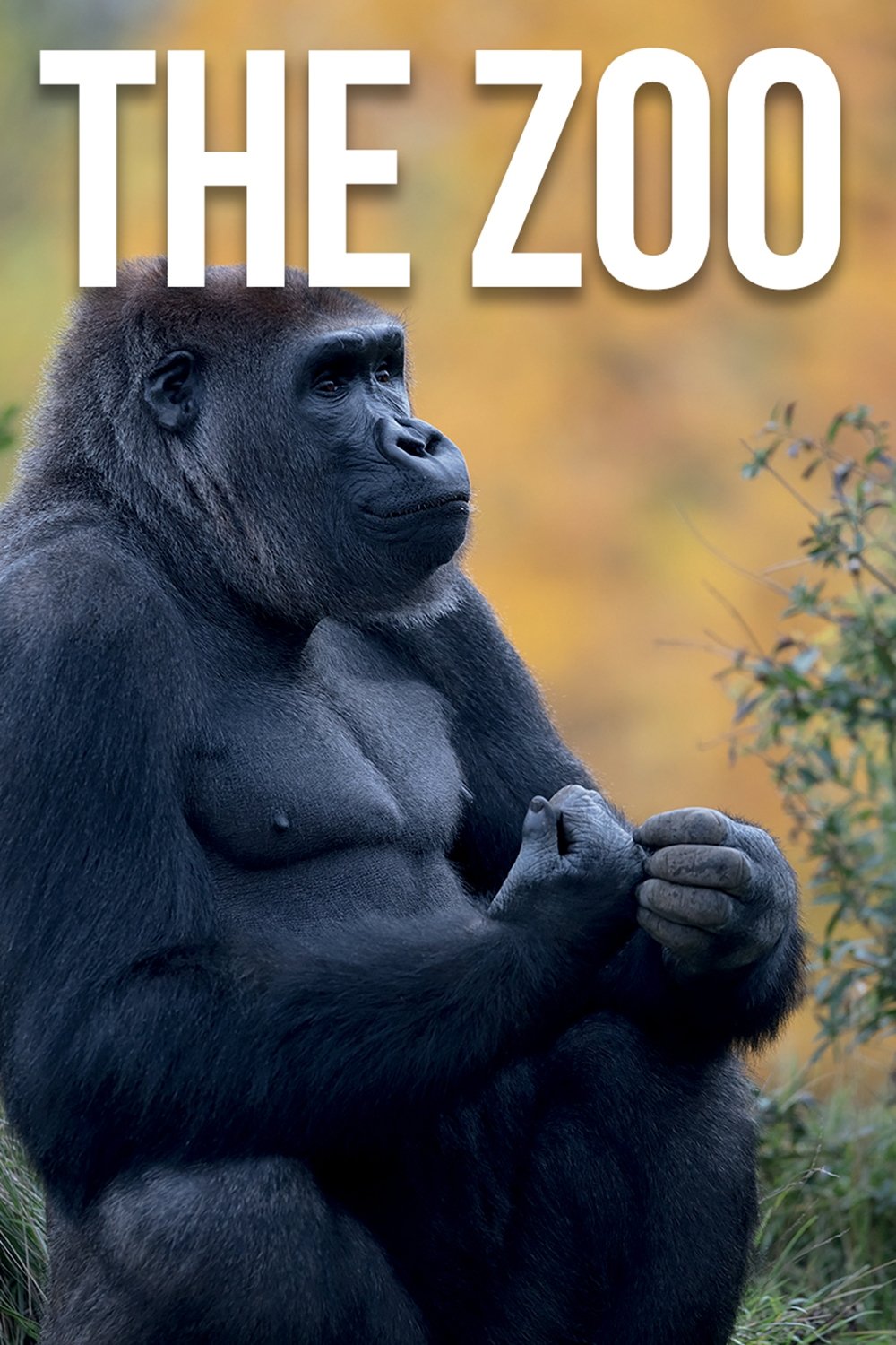 The Zoo on FREECABLE TV