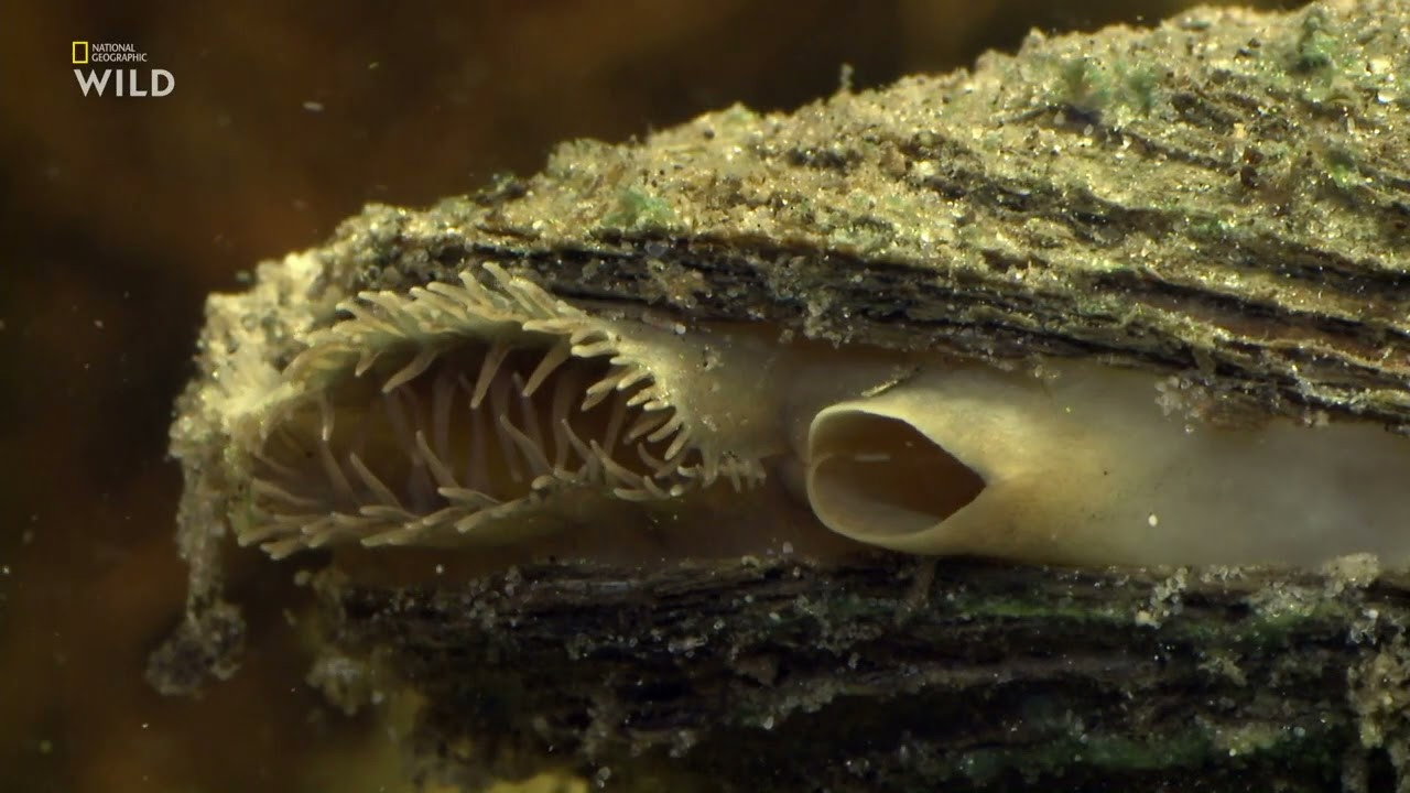 Deep Sea Dwellers