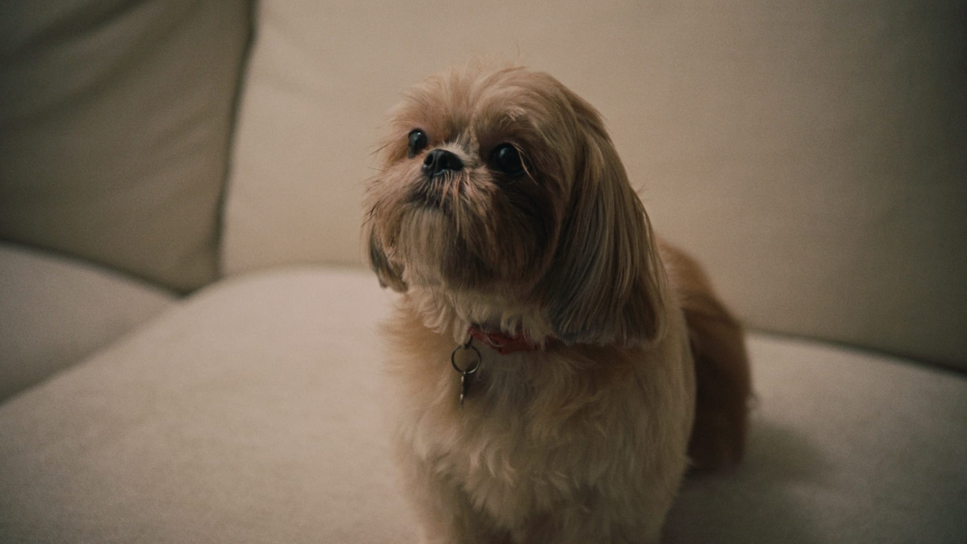 The Actor (2024)