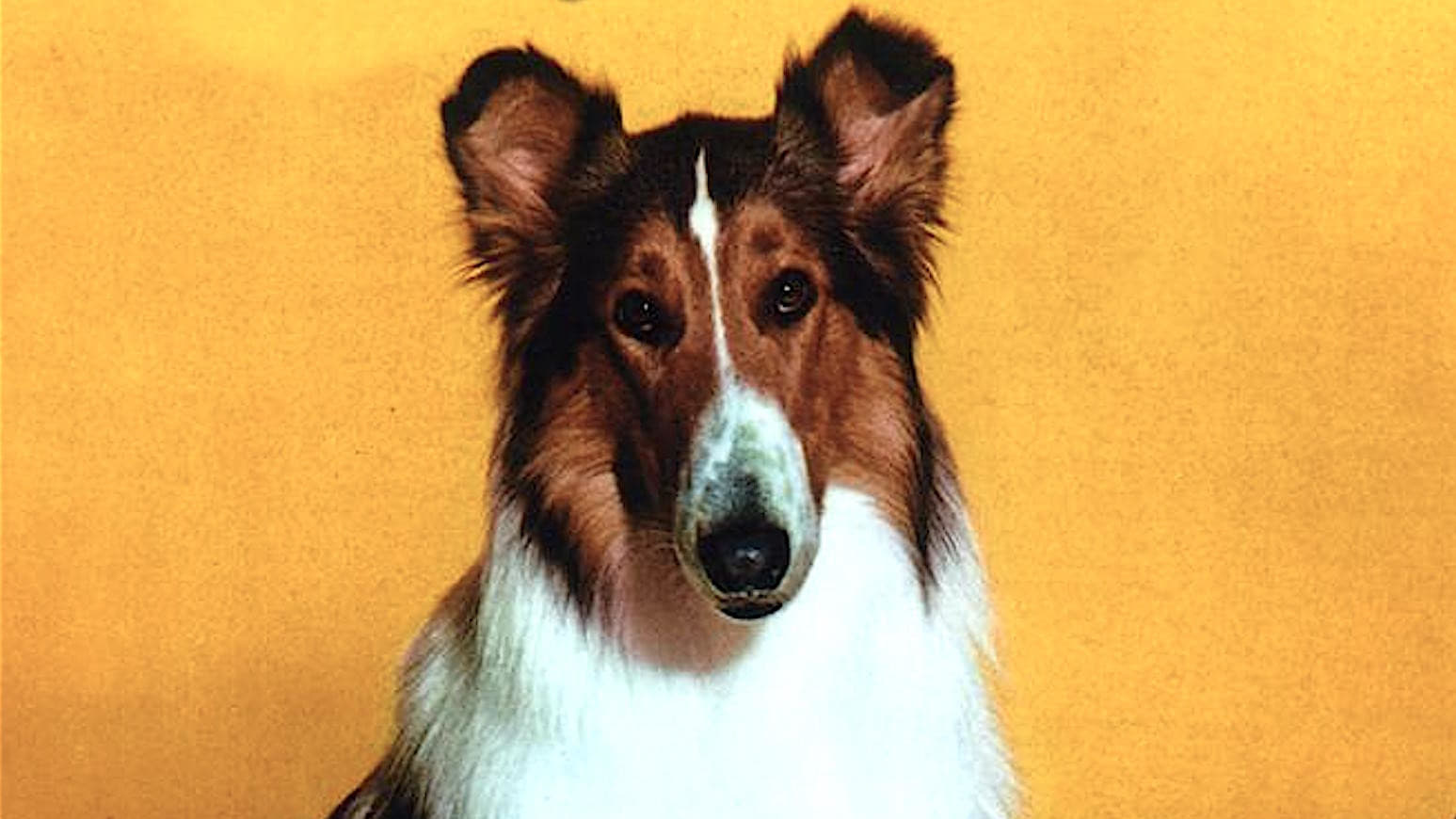 El retorno de Lassie