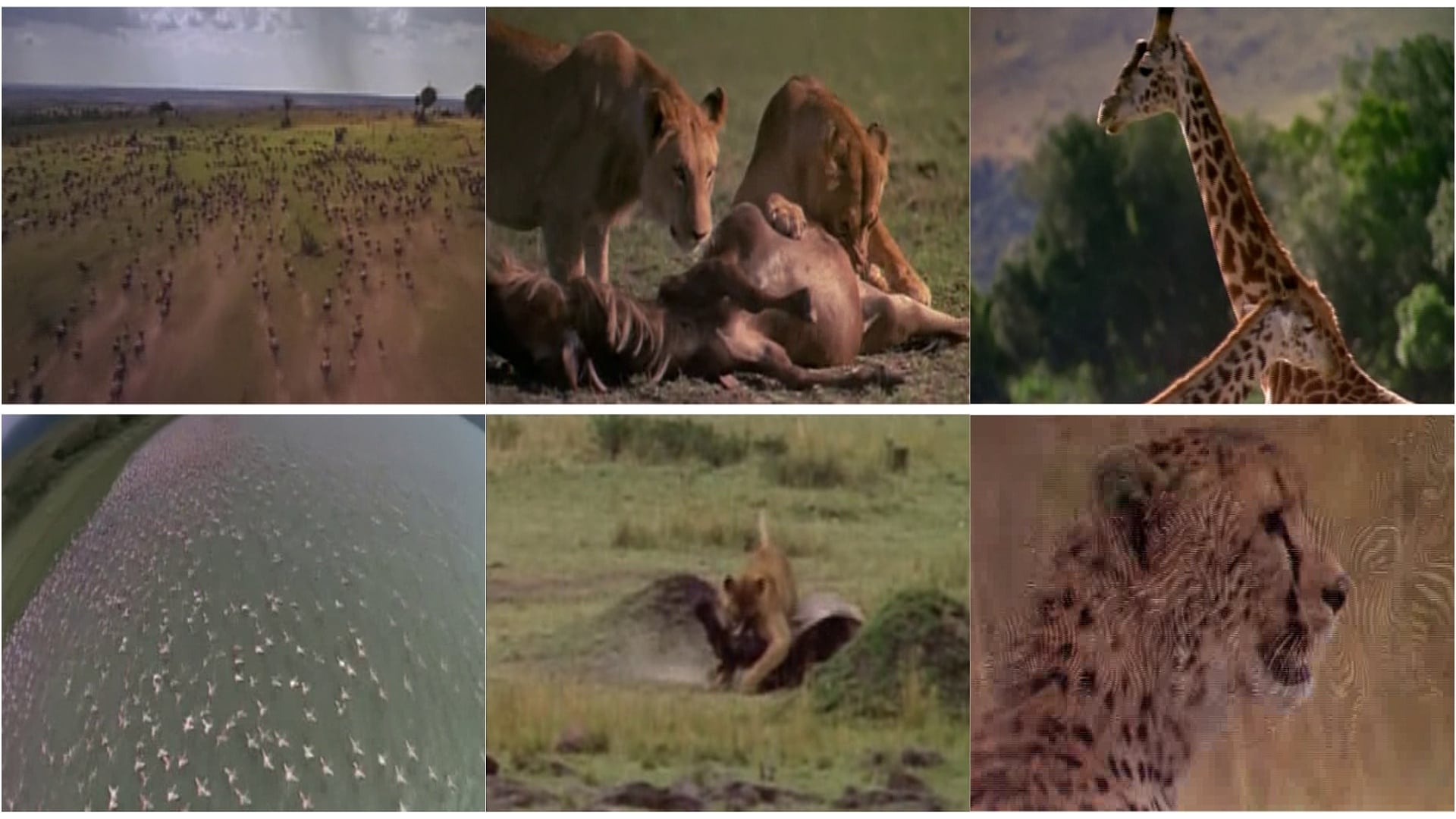 Africa: The Serengeti (1994)