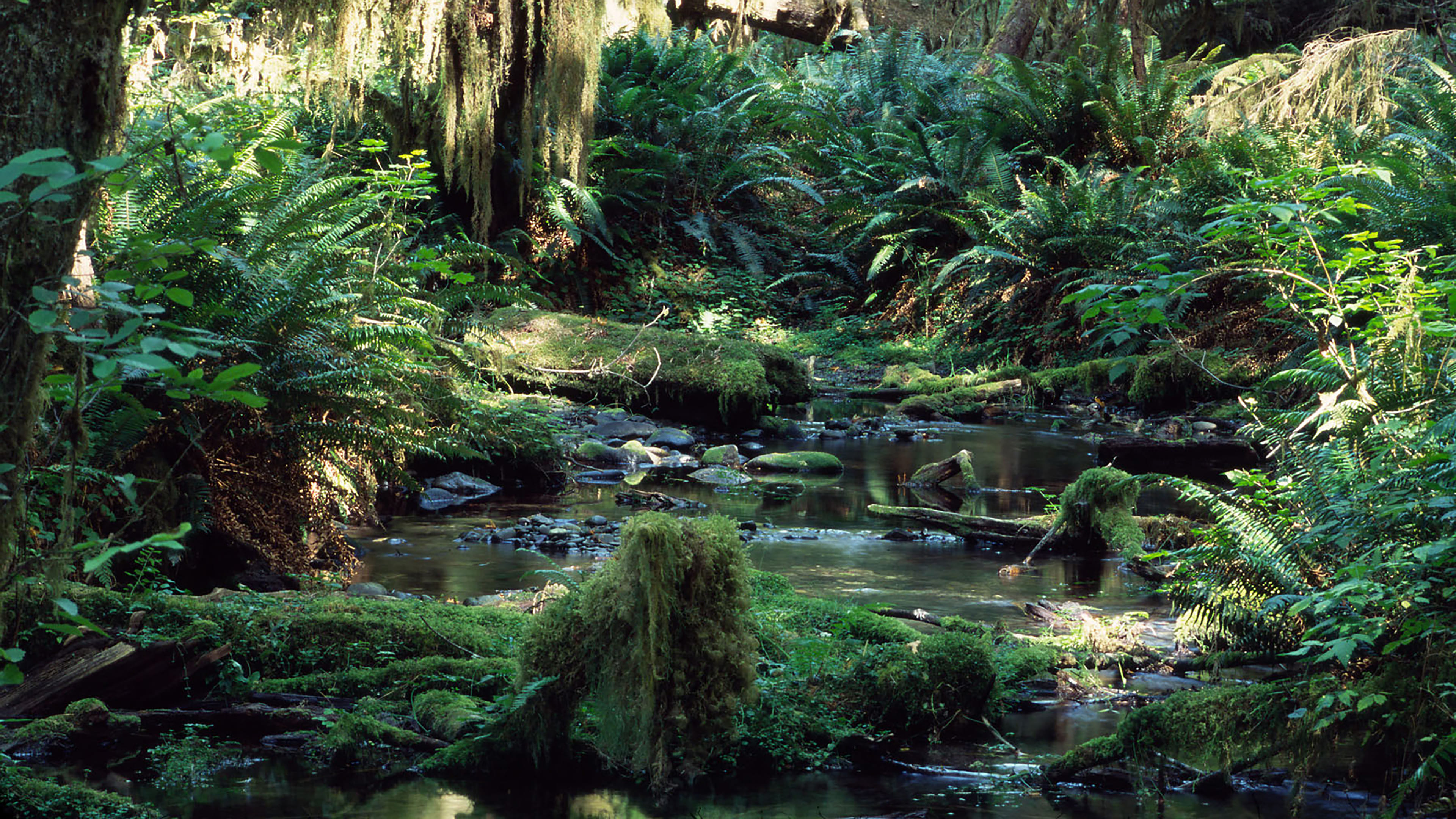 Tropical Rainforest (1992)