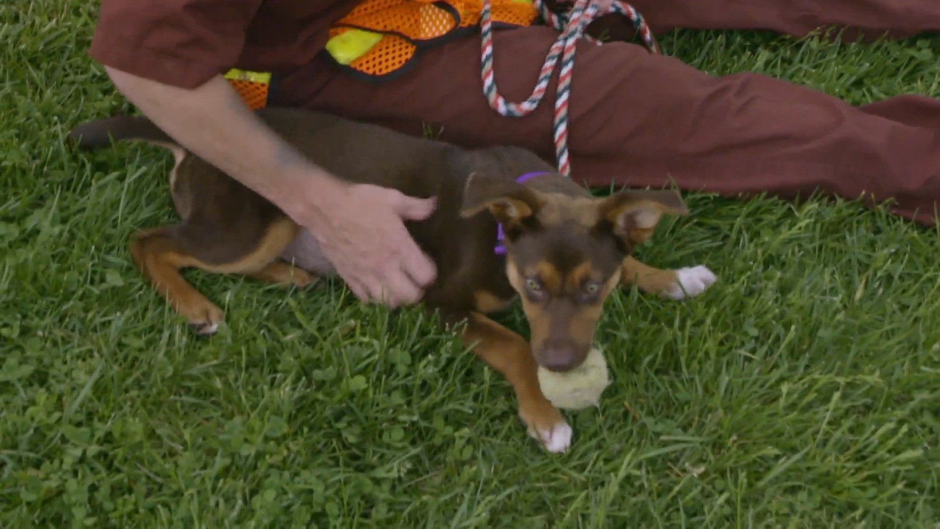 Pit Bulls and Parolees