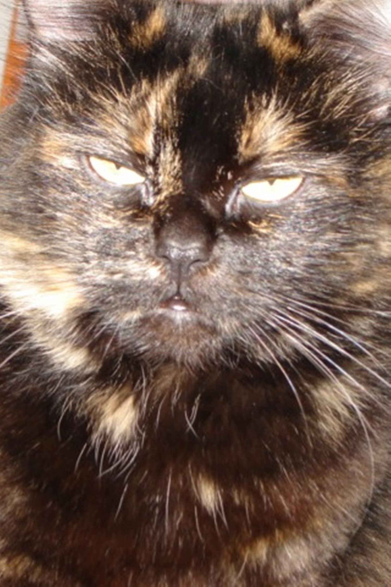 et billede af Gojira Cat