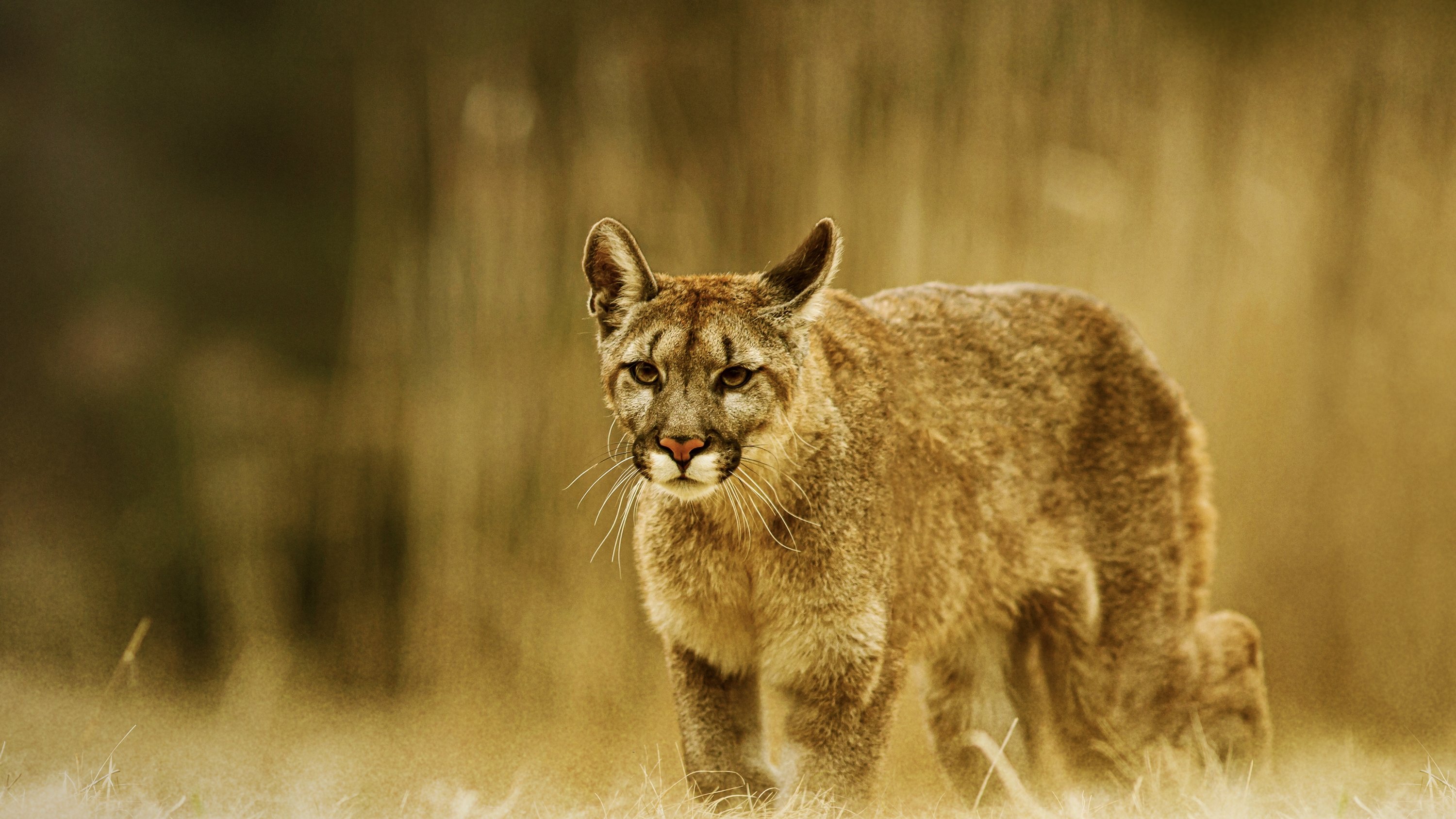 Man Vs. Puma