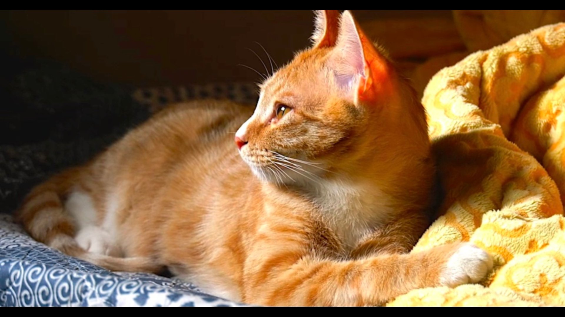 Our Cat (2020)