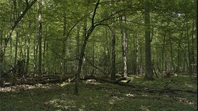Le Peuple des forêts