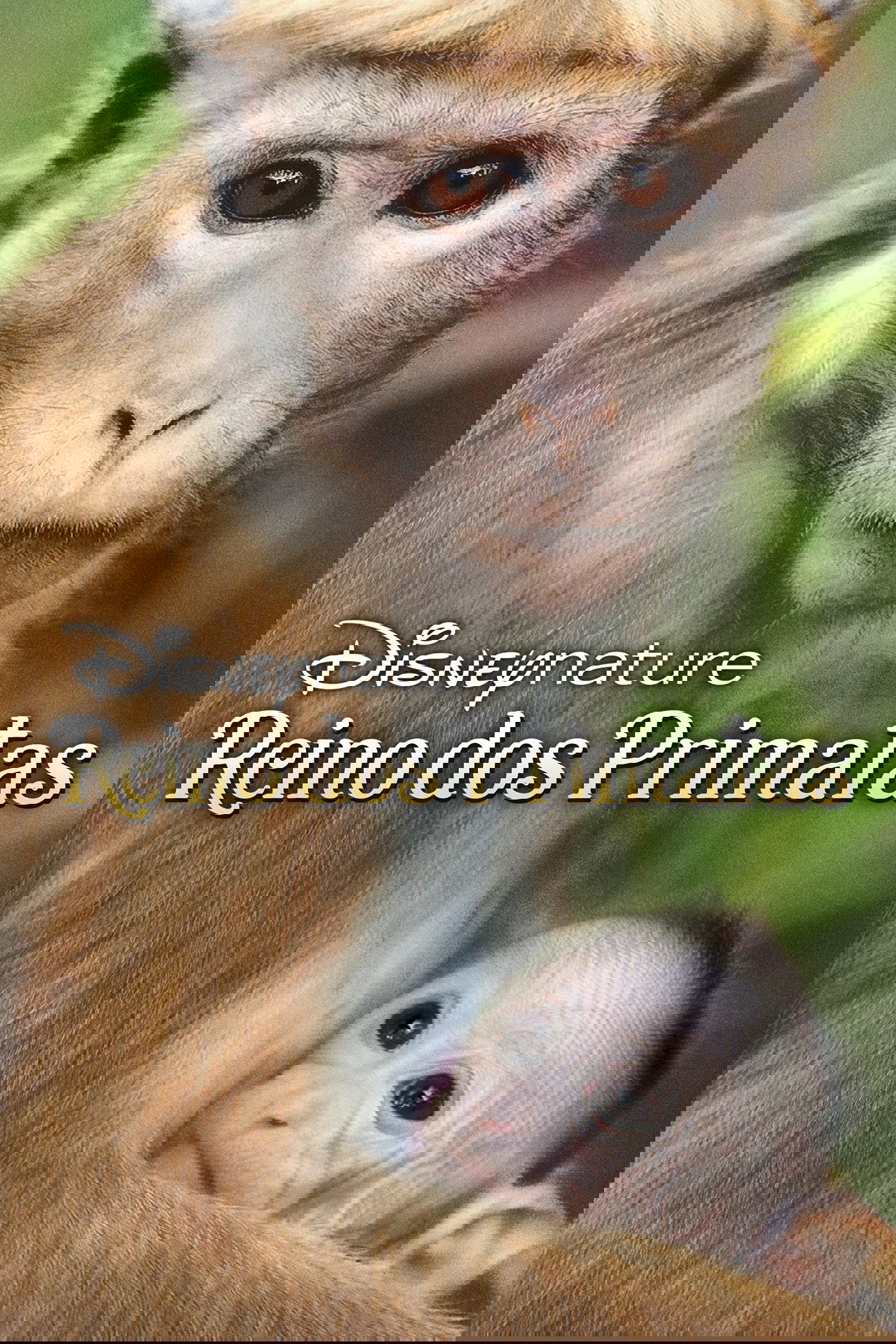 O Reino dos Primatas O Reino dos Primatas