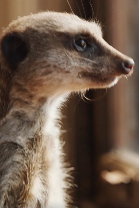 et billede af Elvis the Meerkat