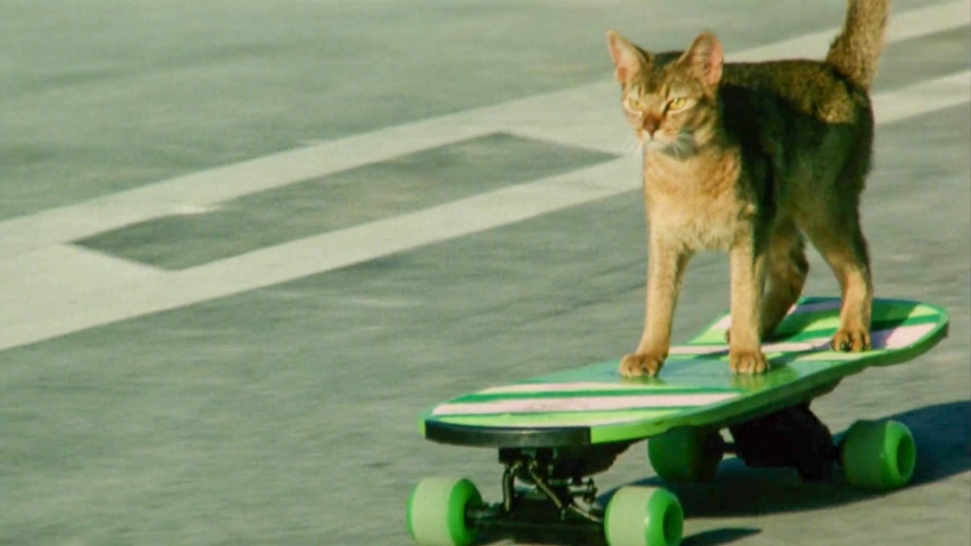 Cats on Park Avenue
