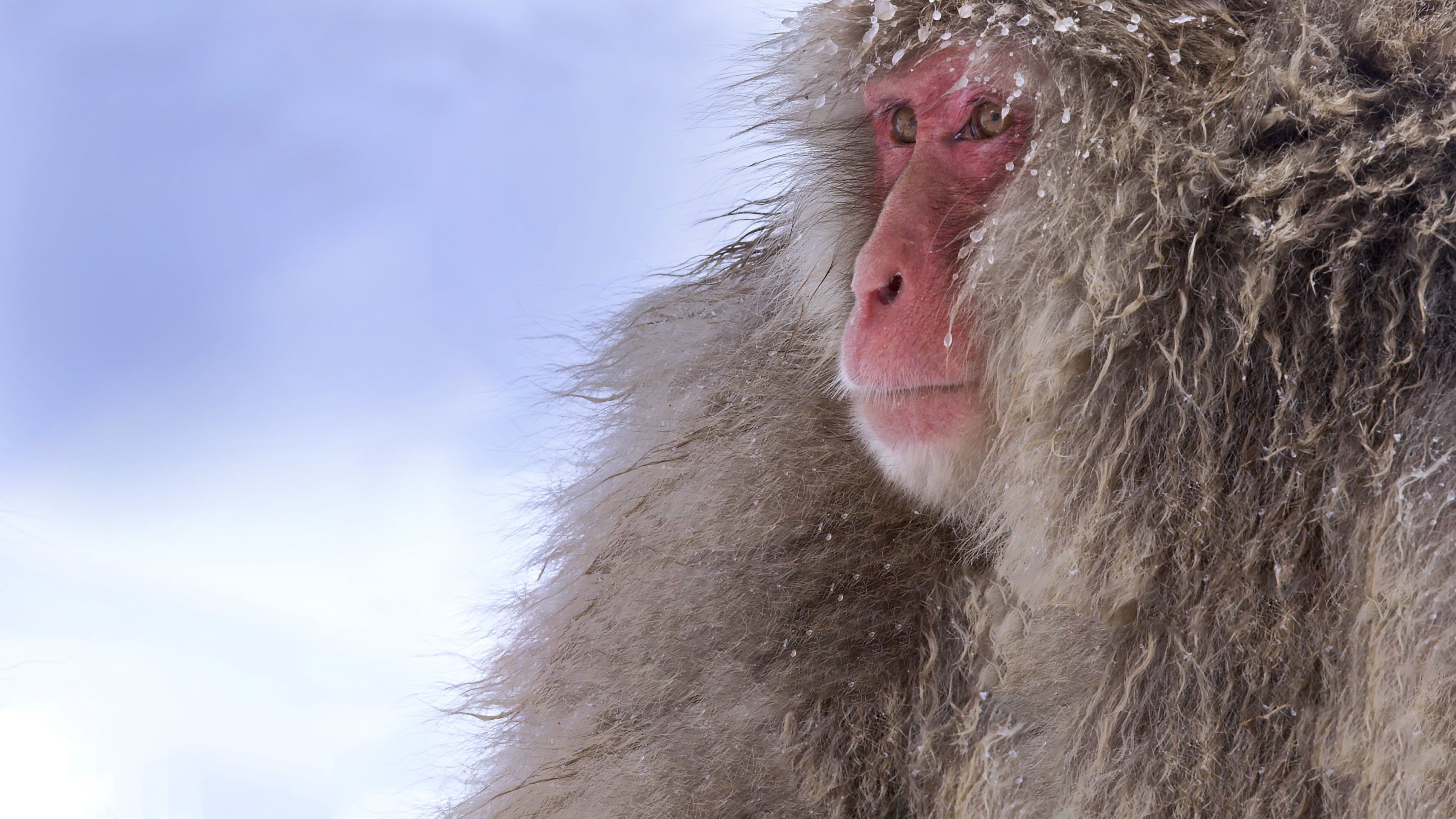 Wild Japan: Snow Monkeys (2014)