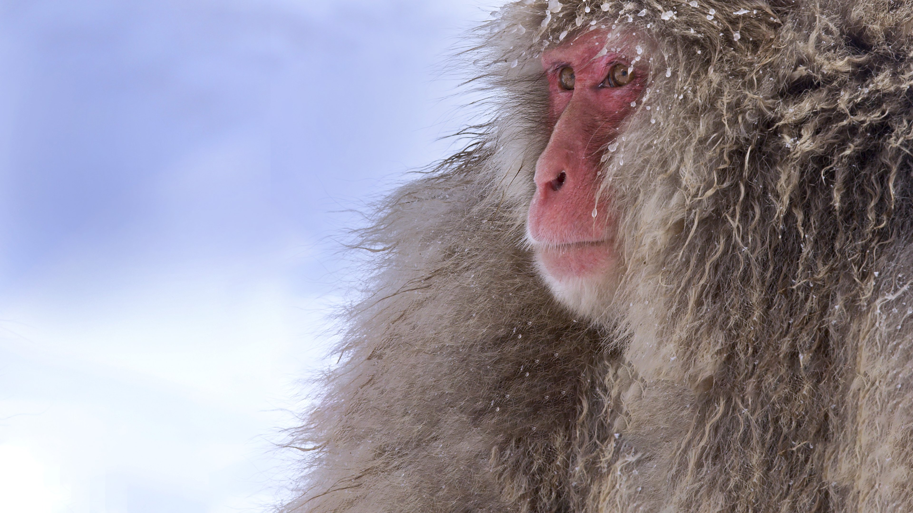 Wild Japón: monos de la nieve