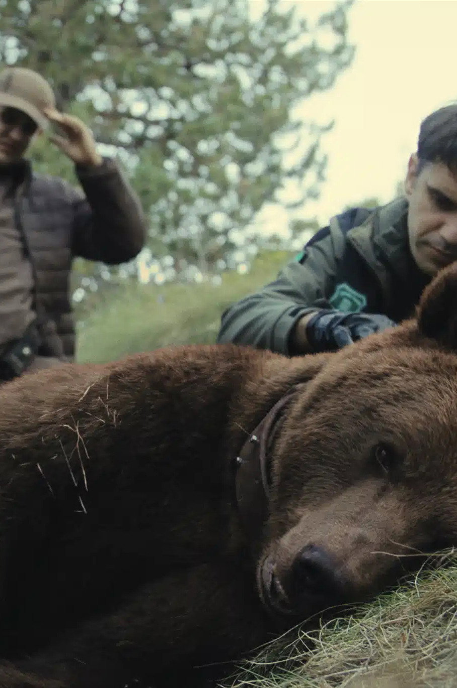 Matar a un oso
