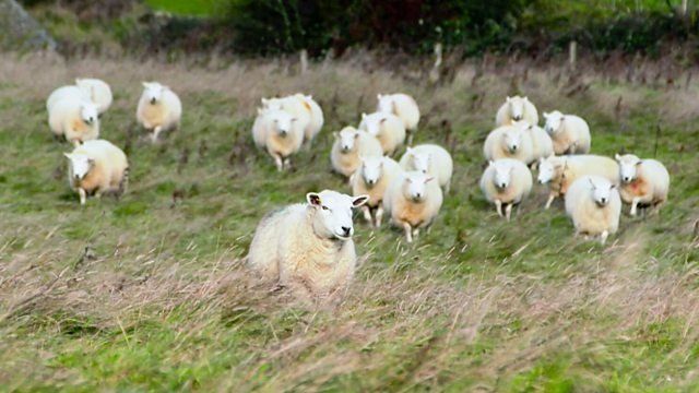 Countryfile 35x13