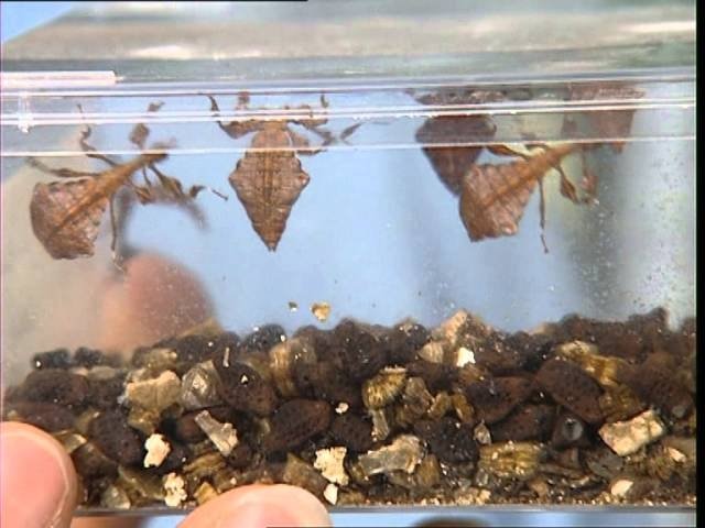 C'est pas sorcier - Face aux phasmes : de drôles d'insectes