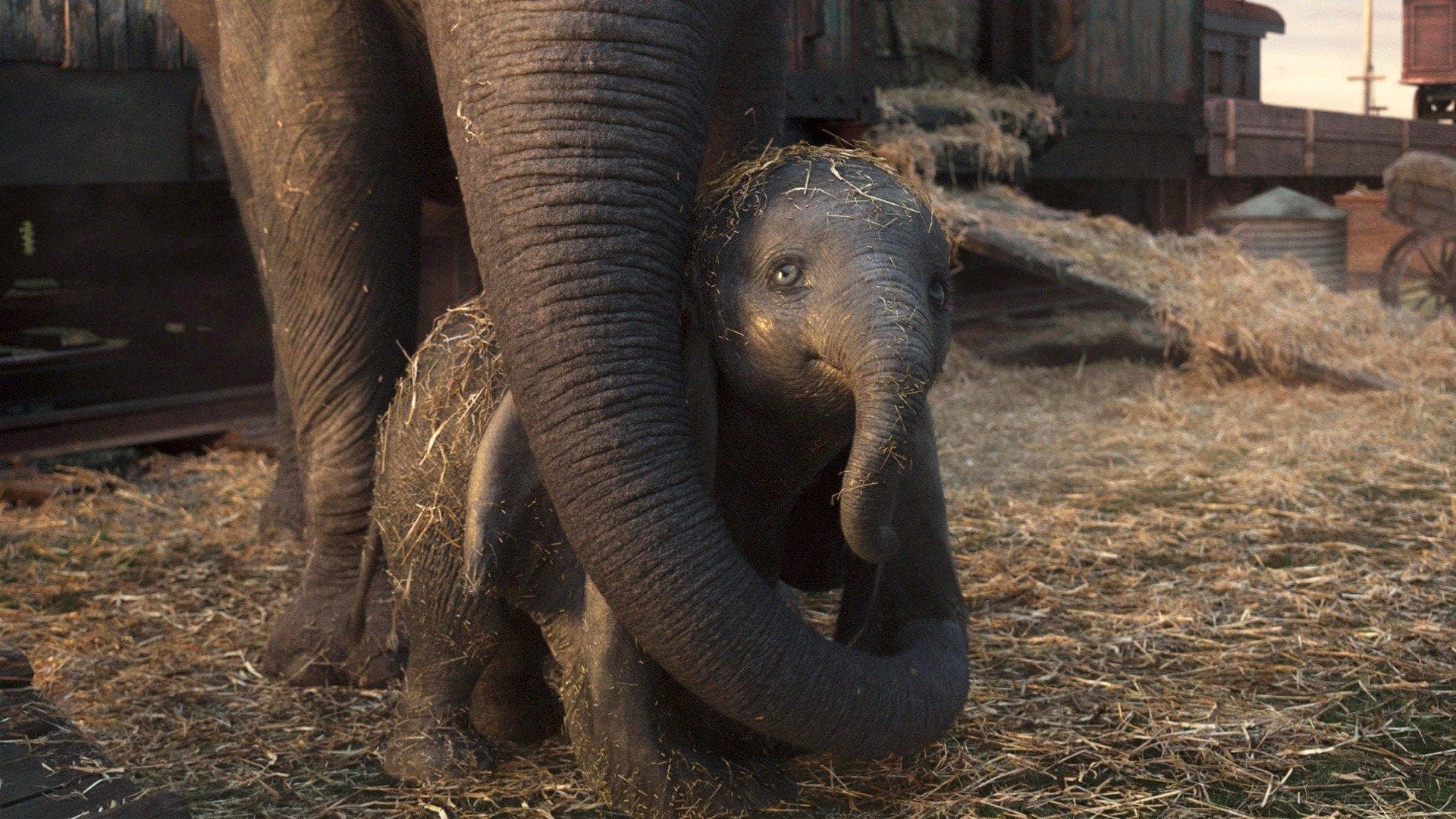 Image du film Dumbo 6pcqkoox6cenvxoipzos9d4b4n9jpg