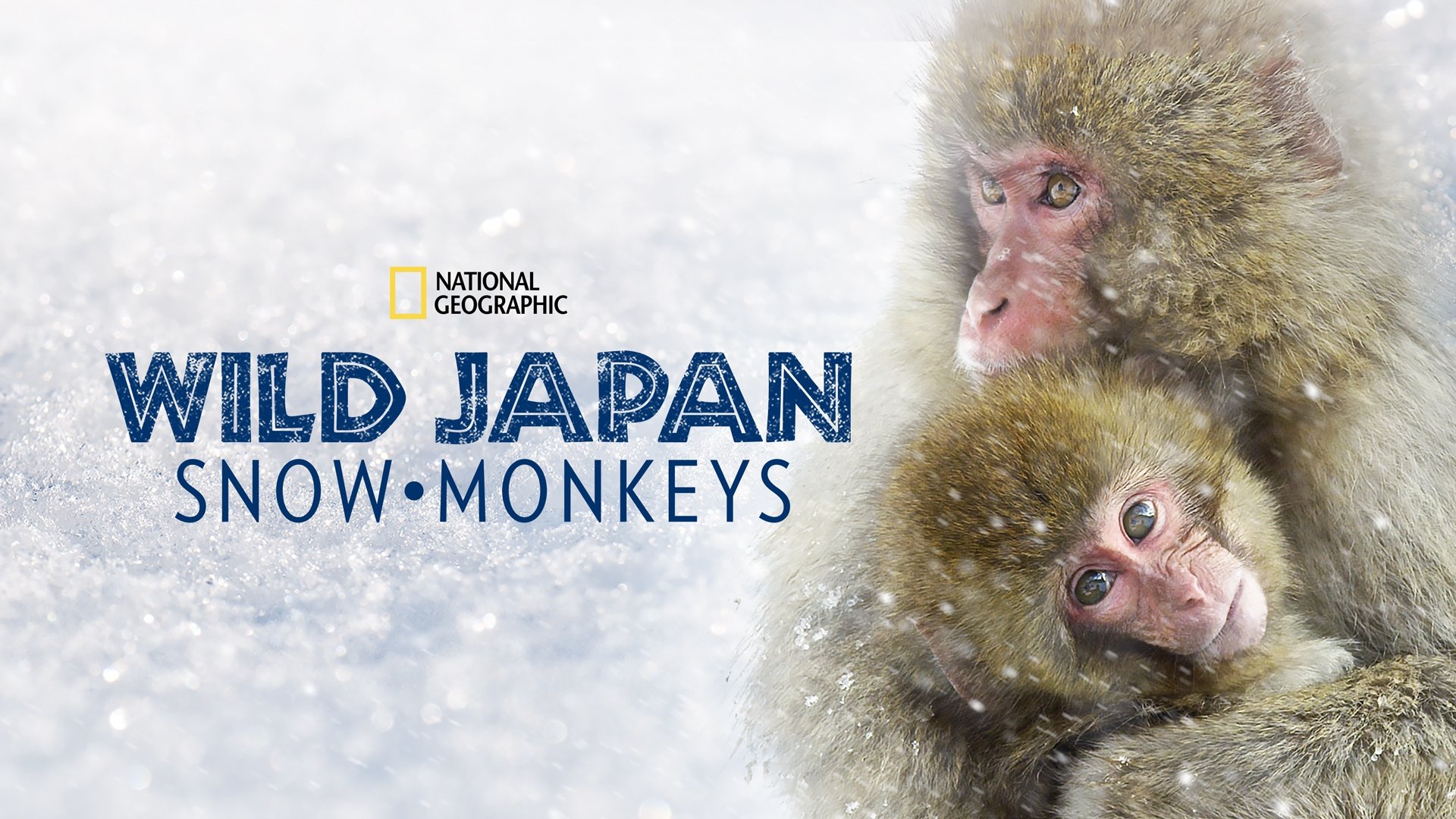 Wild Japan: Snow Monkeys