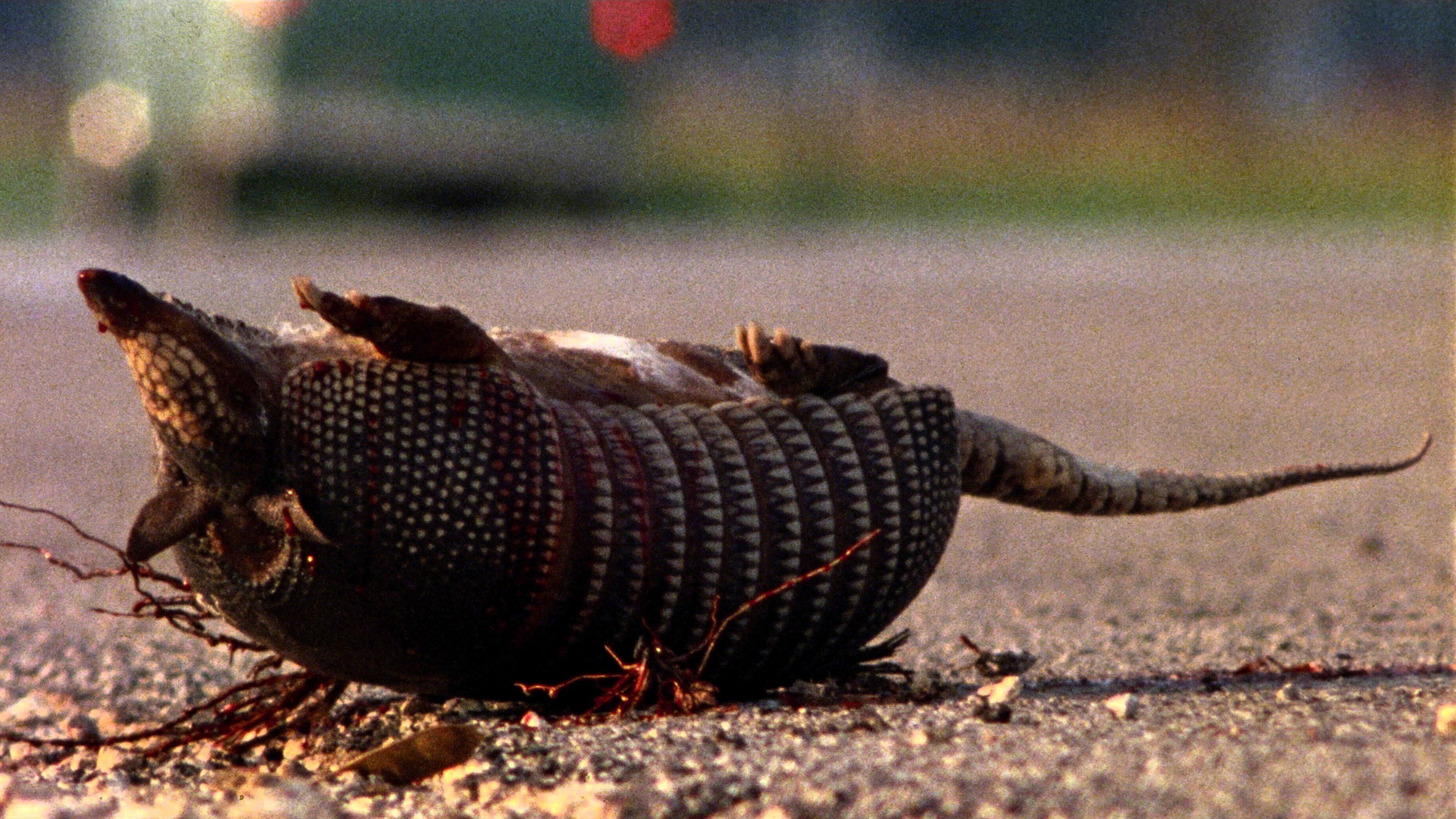 The Texas Chain Saw Massacre