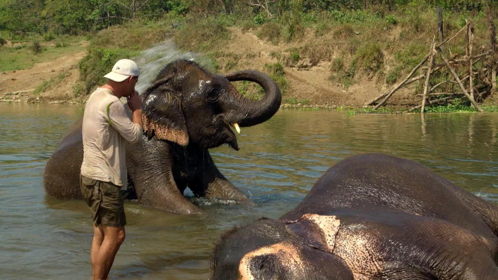 Wild Frank