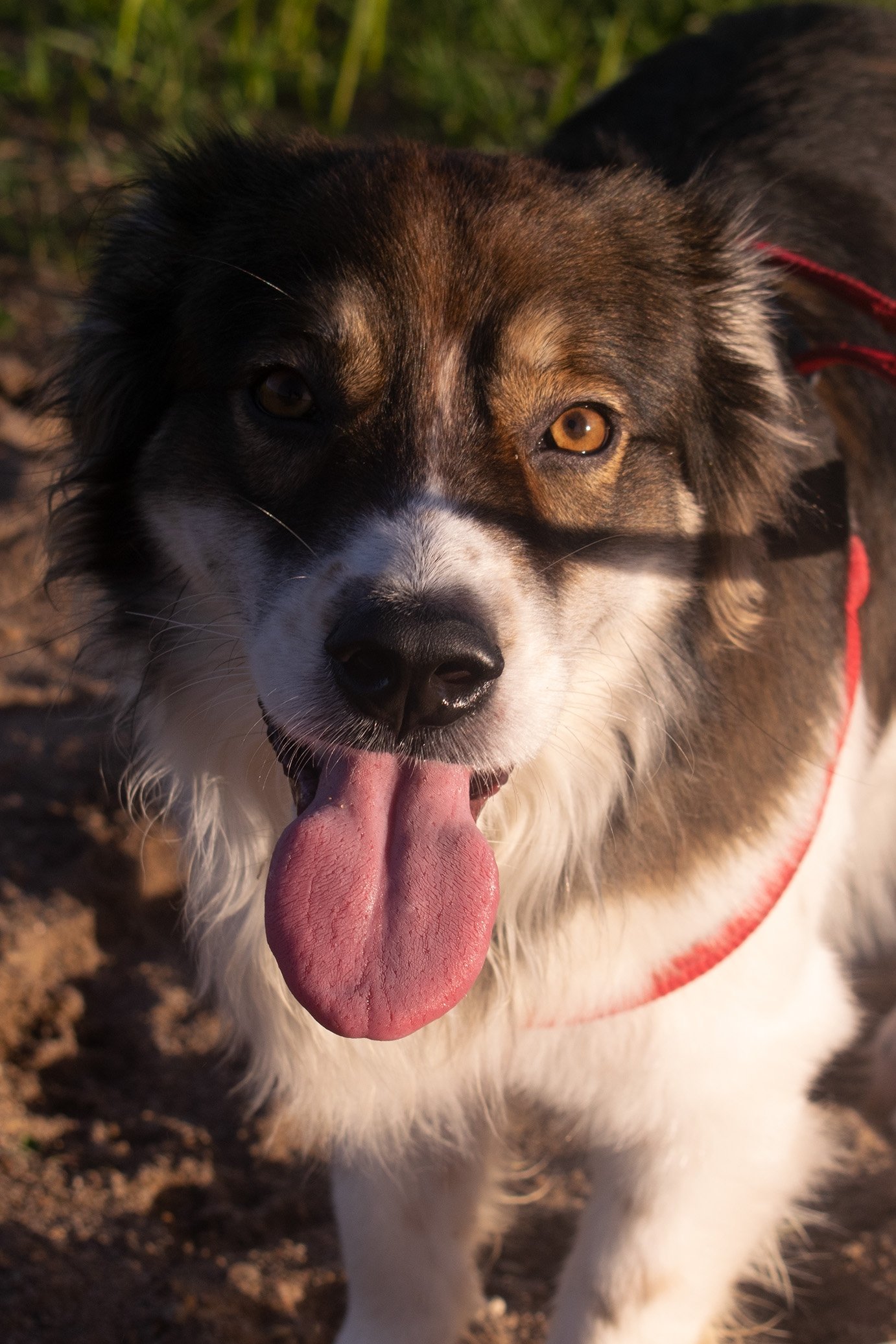 et billede af Beethoven Marcos