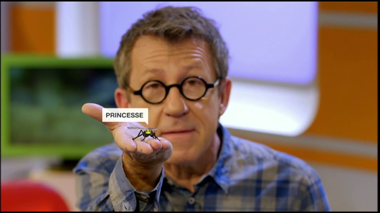 C'est pas sorcier - Le génie des fourmis