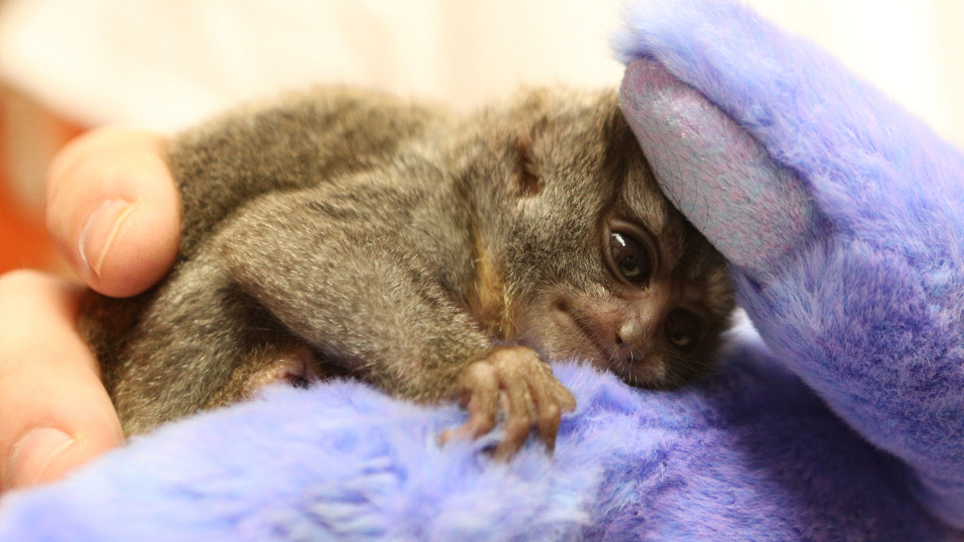 Dr. K's Exotic Animal ER S04E02 backdrop