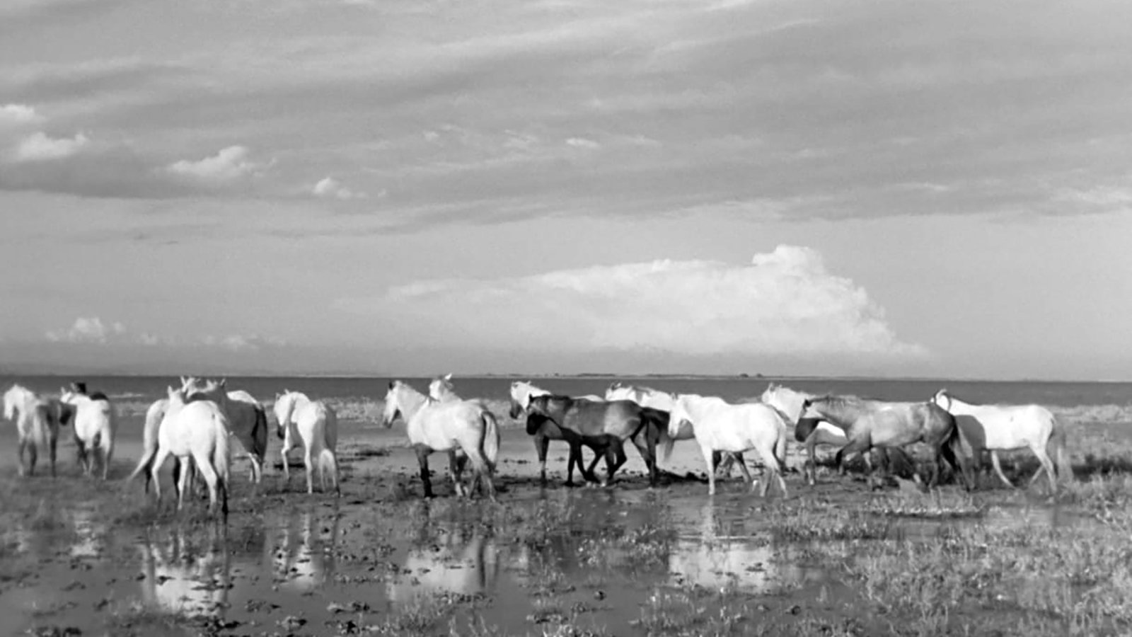 Crin blanc: Le cheval sauvage