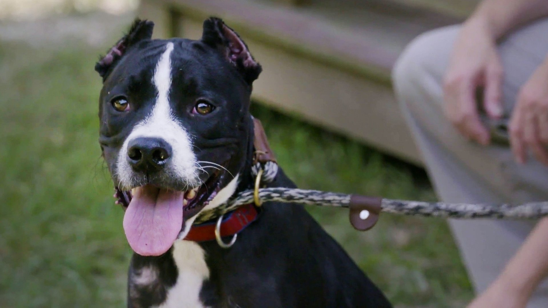 Pit Bulls and Parolees