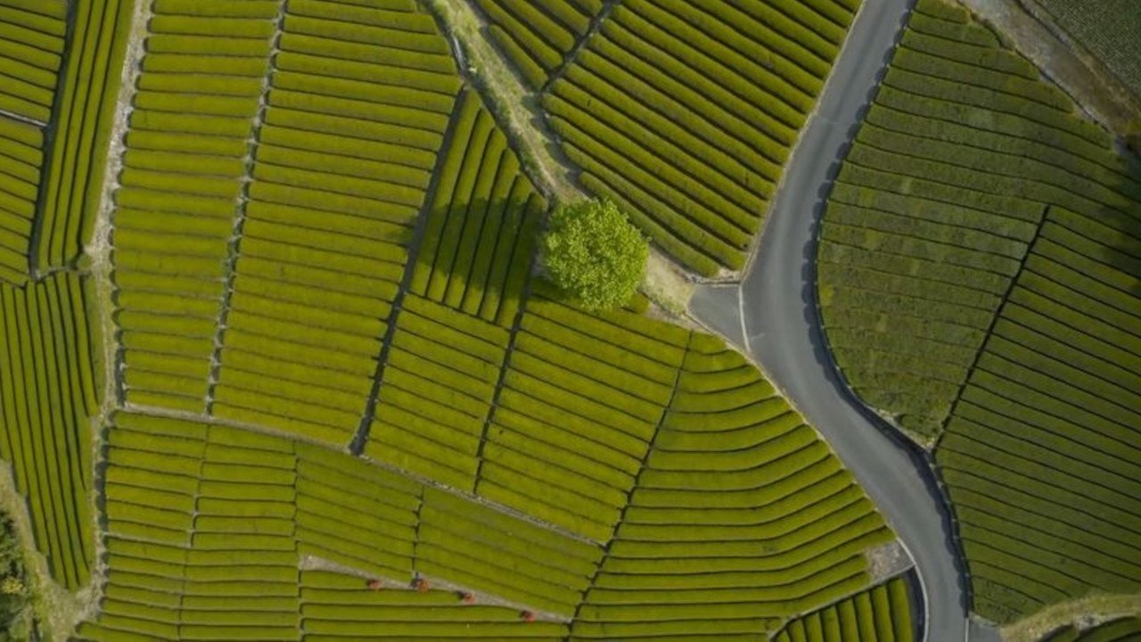 Japan, a Tea Master's Quest (2023)