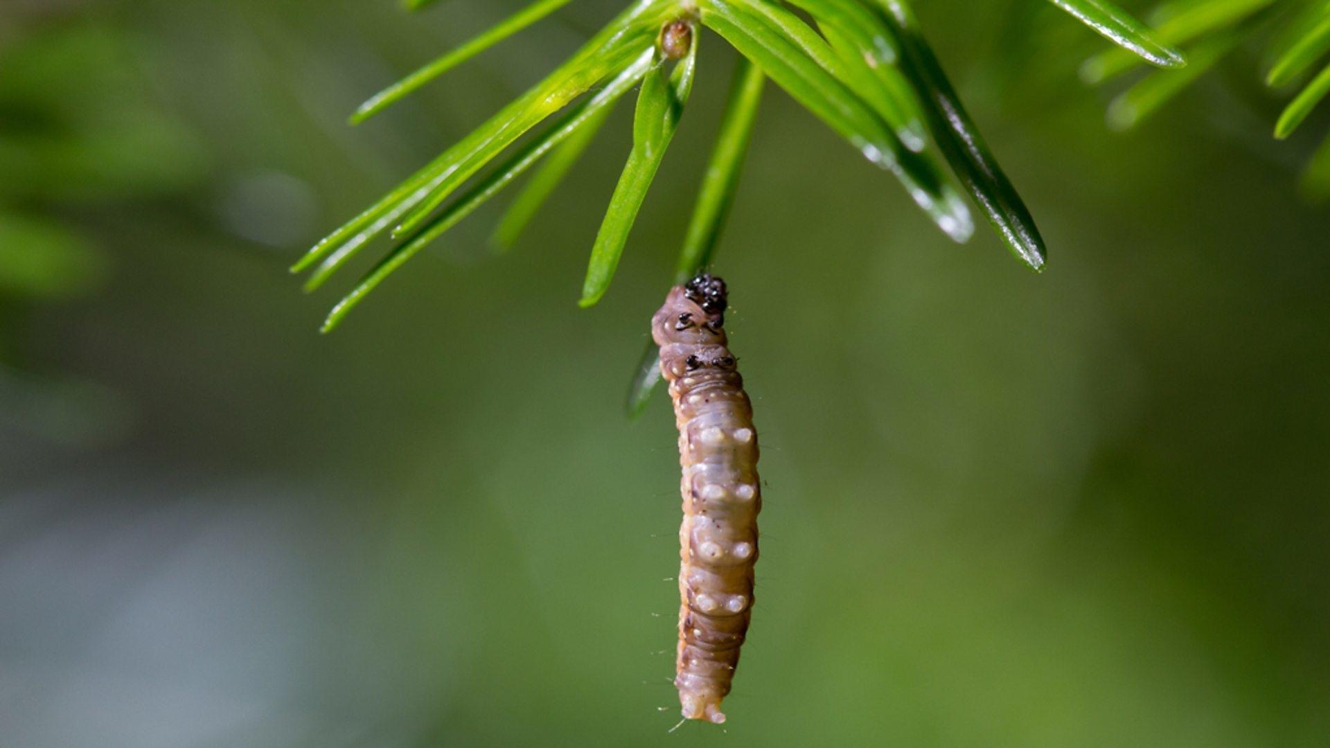 Secrets of Our Living Planet